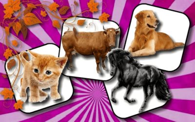 Domestic Animal Memory Challenge