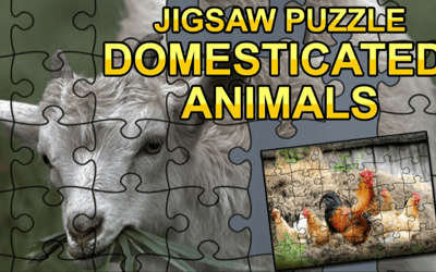 Jigsaw Puzzle: Domesticated Animals