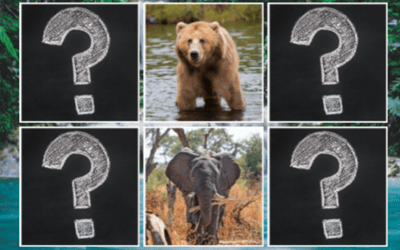 Memory Match Jungle Animals