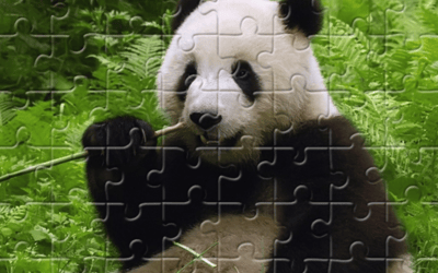 Pandas Puzzle